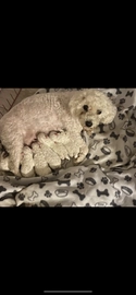 Bichon Frise dogs for sale in Rayleigh - Advert 1