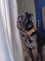 Cane Corso dogs for sale: Cane corso puppies  in Portsmouth - Image 3