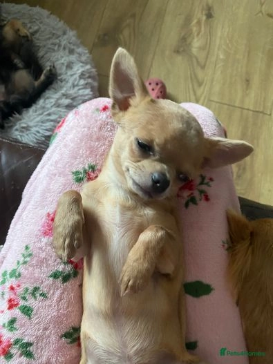 Chihuahua dogs for sale:  ❤️Ready Now K.C longcoat pups and K.C Tiny Boy ❤️ in Buckingham - Image 7