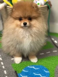 Pomeranian dogs for sale in London - Advert 8