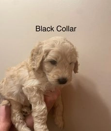 Labradoodle dogs for sale in Chesterfield - Advert 9