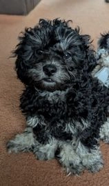 Shihpoo dogs for sale in Droitwich - Advert 2