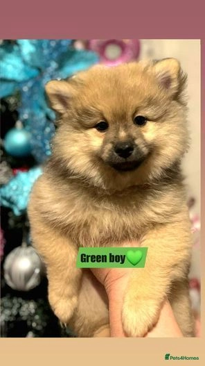 Pomeranian dogs for sale: Teddy bear pomeranian puppies  in Bolton - Image 2