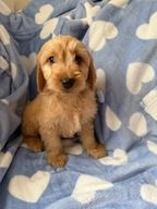 Cockapoo dogs for sale in Stourport-on-Severn - Advert 10