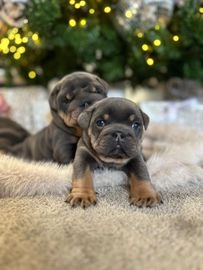 English Bulldog dogs for sale in Glasgow - Advert 6