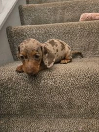 Miniature Dachshund dogs for sale in Hornsea - Advert 4