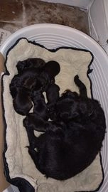 Patterjack dogs for sale in Oldham - Advert 1