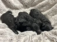 Miniature Poodle dogs for sale in Wigan - Advert 16