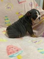 English Bulldog dogs for sale in Braintree - Advert 1