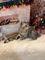 British Shorthair cats for sale in Luton - Advert 14