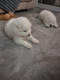 Samoyed dogs for sale in Birmingham - Advert 4