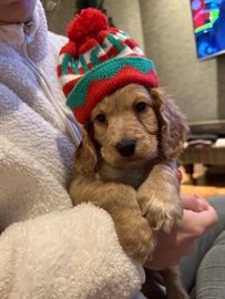 Cockapoo dogs for sale in Leicester - Advert 8