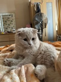 Scottish Fold cats for sale in Barking - Advert 7