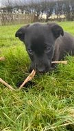 Mixed Breed dogs for sale in Whitchurch - Advert 3