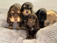 Cocker Spaniel dogs for sale in Crewe - Advert 14