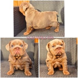 English Bulldog dogs for sale in Slough - Advert 1