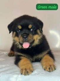 Rottweiler dogs for sale in Wolverhampton - Advert 8