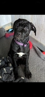 Cane Corso dogs for sale in Derby - Advert 2