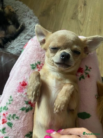 Chihuahua dogs for sale:  ❤️Ready Now K.C longcoat pups and K.C Tiny Boy ❤️ in Buckingham - Image 8