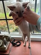 Siamese cats for sale in Berkhamsted - Advert 2