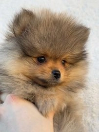 Pomeranian dogs for sale in Prudhoe - Advert 3