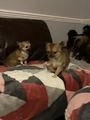 Chihuahua dogs for sale:  ❤️Ready Now K.C longcoat pups and K.C Tiny Boy ❤️ in Buckingham - Image 17