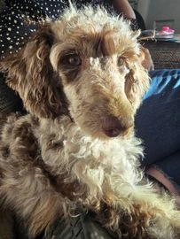 Miniature Poodle dogs for sale in Stoke-on-Trent - Advert 2