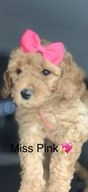 Labradoodle dogs for sale in Warrington - Advert 2