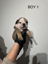 English Bulldog dogs for sale in Brighton - Advert 16