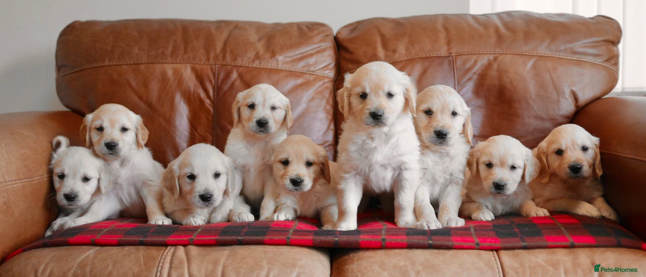 Golden Retriever dogs for sale in Swansea - Advert 2