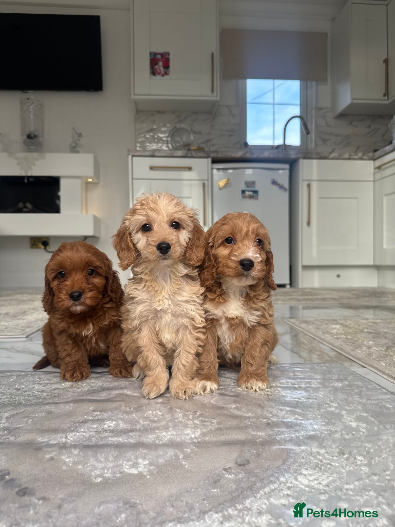 Cockapoo dogs for sale in Stourport-on-Severn - Advert 4