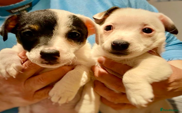 Jack Russell dogs for sale in Ipswich - Advert 2