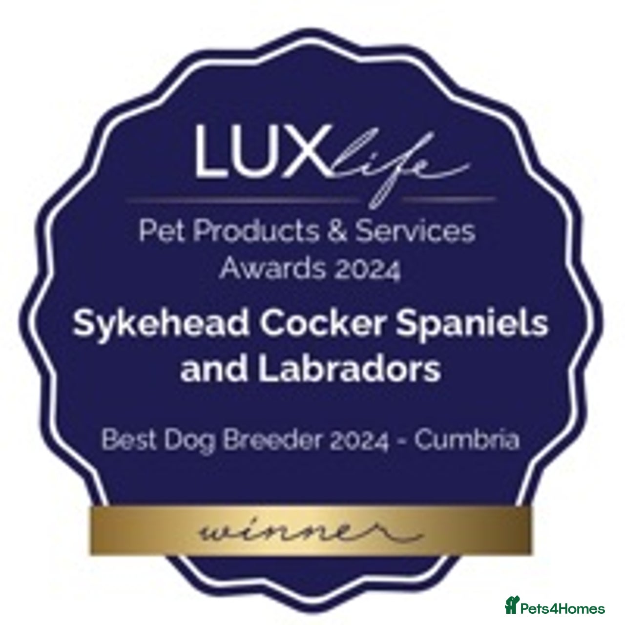 Sykehead Cocker Spaniels & Labradors