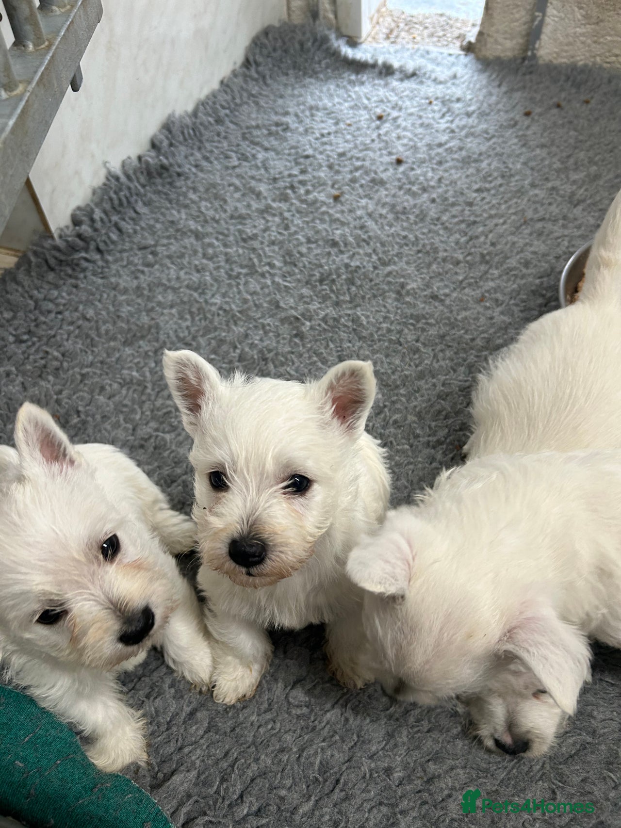 West Highland Terrier dogs for sale in Lanark - Advert 1