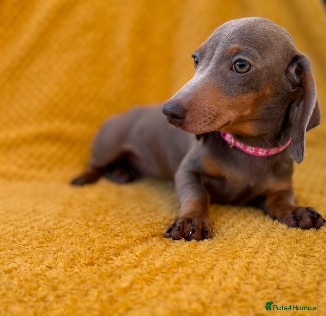 Miniature Dachshund dogs for sale in Rotherham - Advert 14