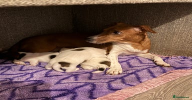 Jack Russell dogs for sale in Nottingham - Advert 4