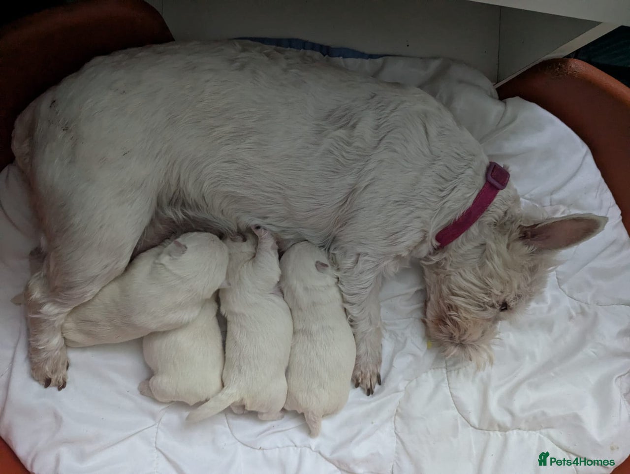 West Highland Terrier dogs for sale in Liverpool - Advert 8