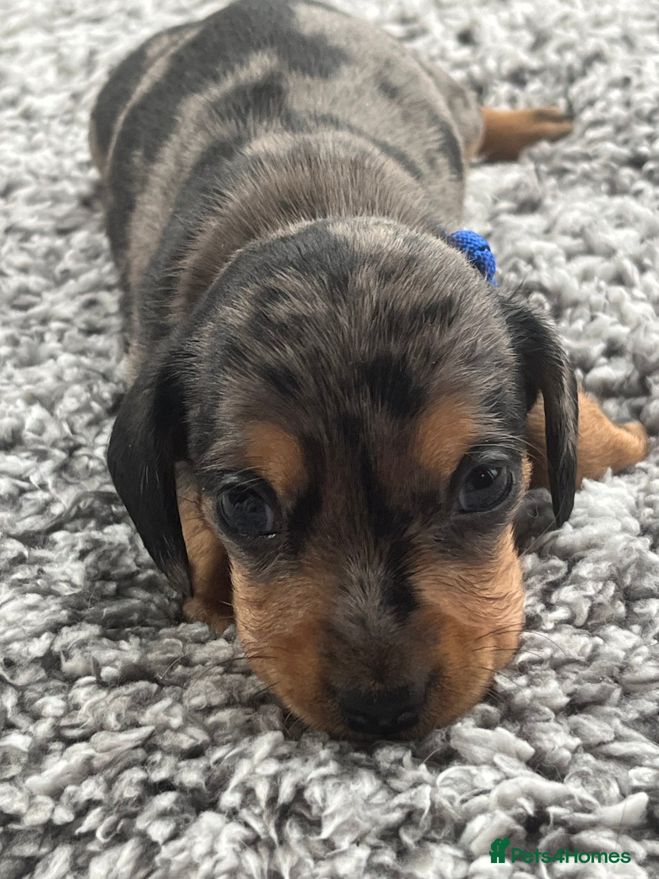 Miniature Dachshund dogs for sale in Lincoln - Advert 10