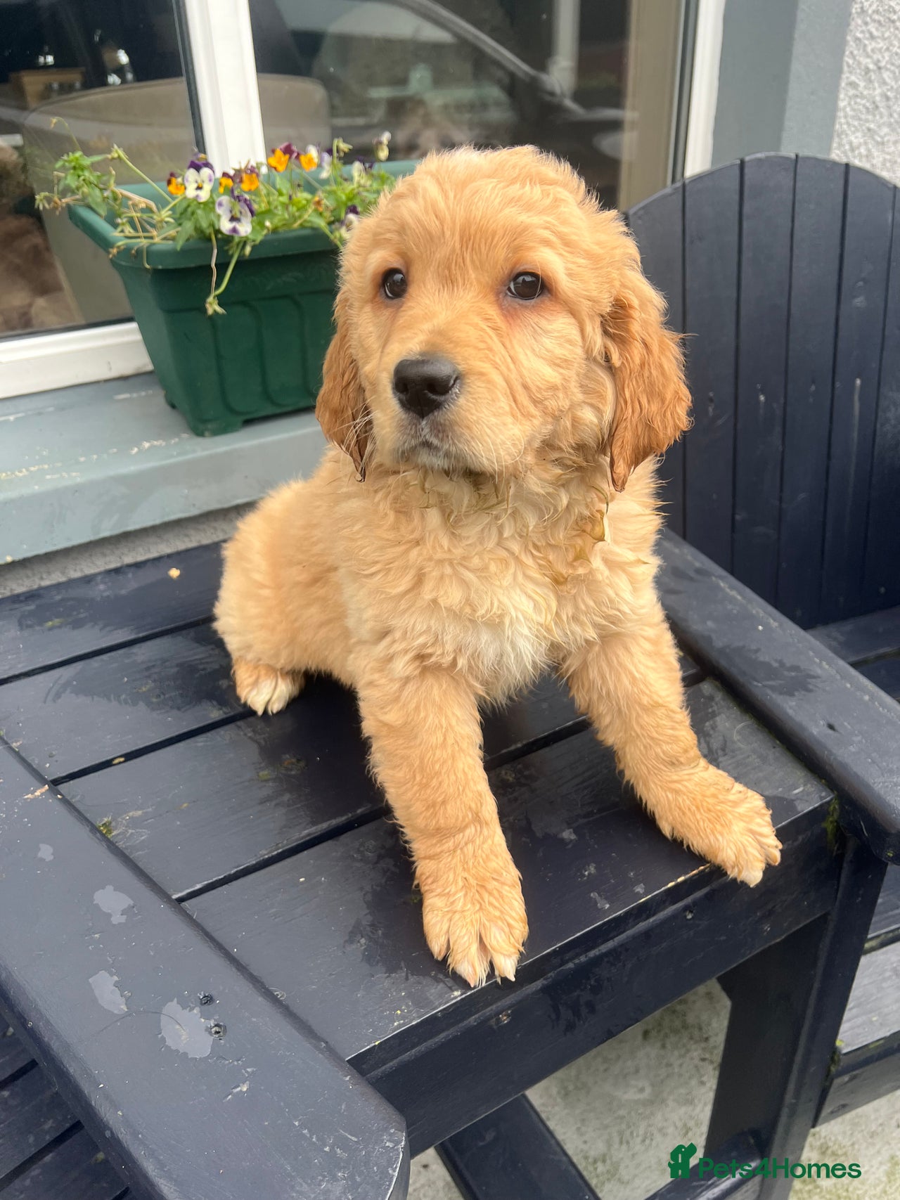 Bernedoodle dogs for sale in Magherafelt - Advert 4