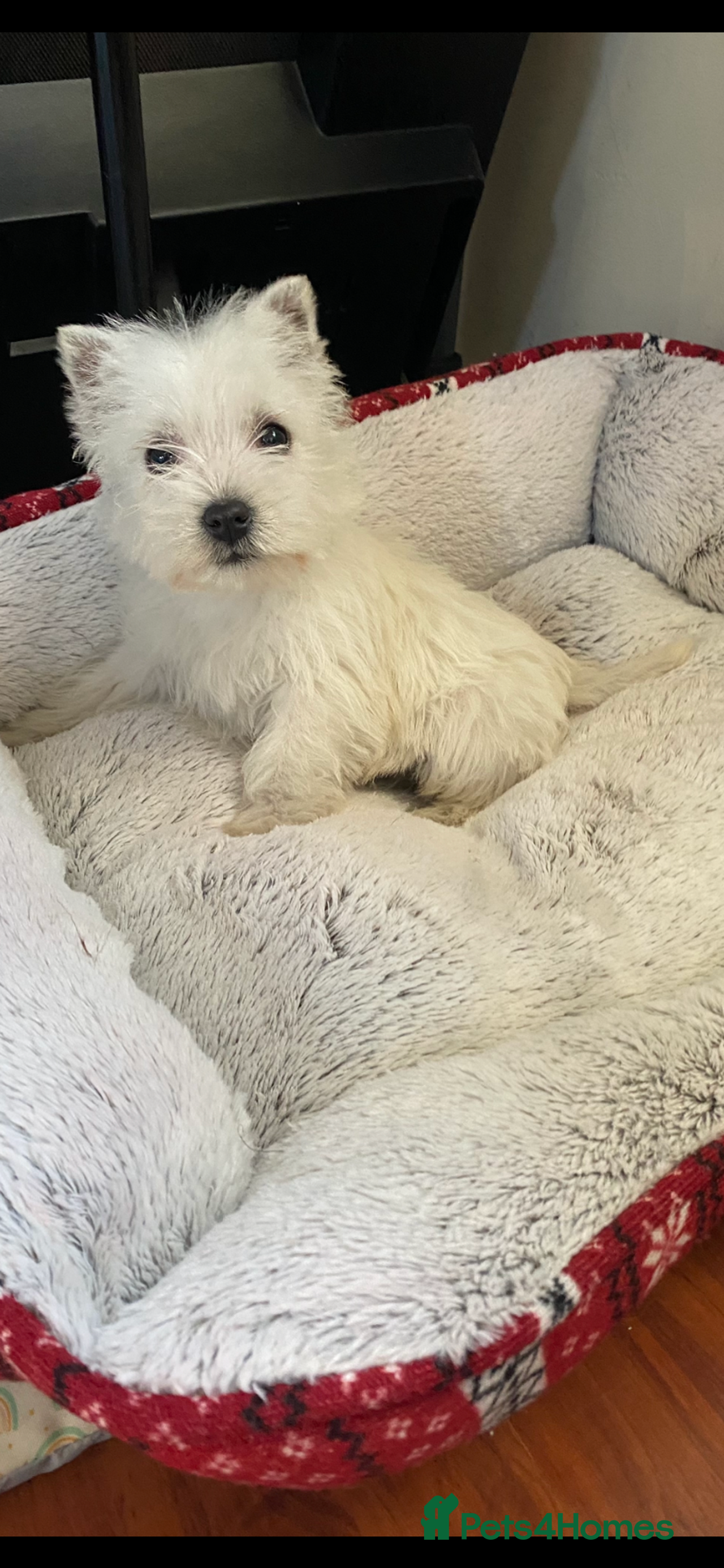 West Highland Terrier dogs for sale in Upminster - Advert 2