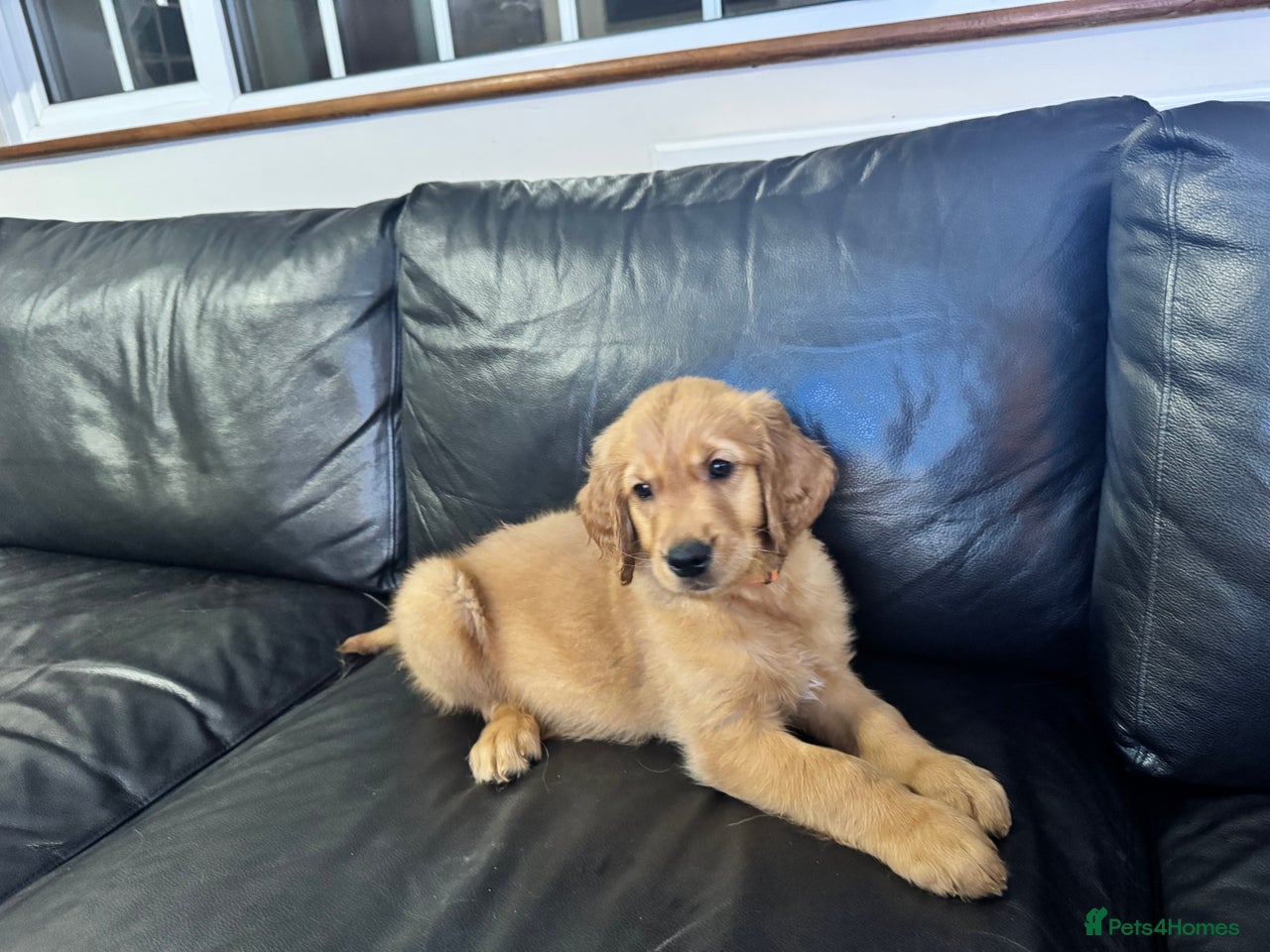 Golden Retriever dogs for sale in Peterborough - Advert 2