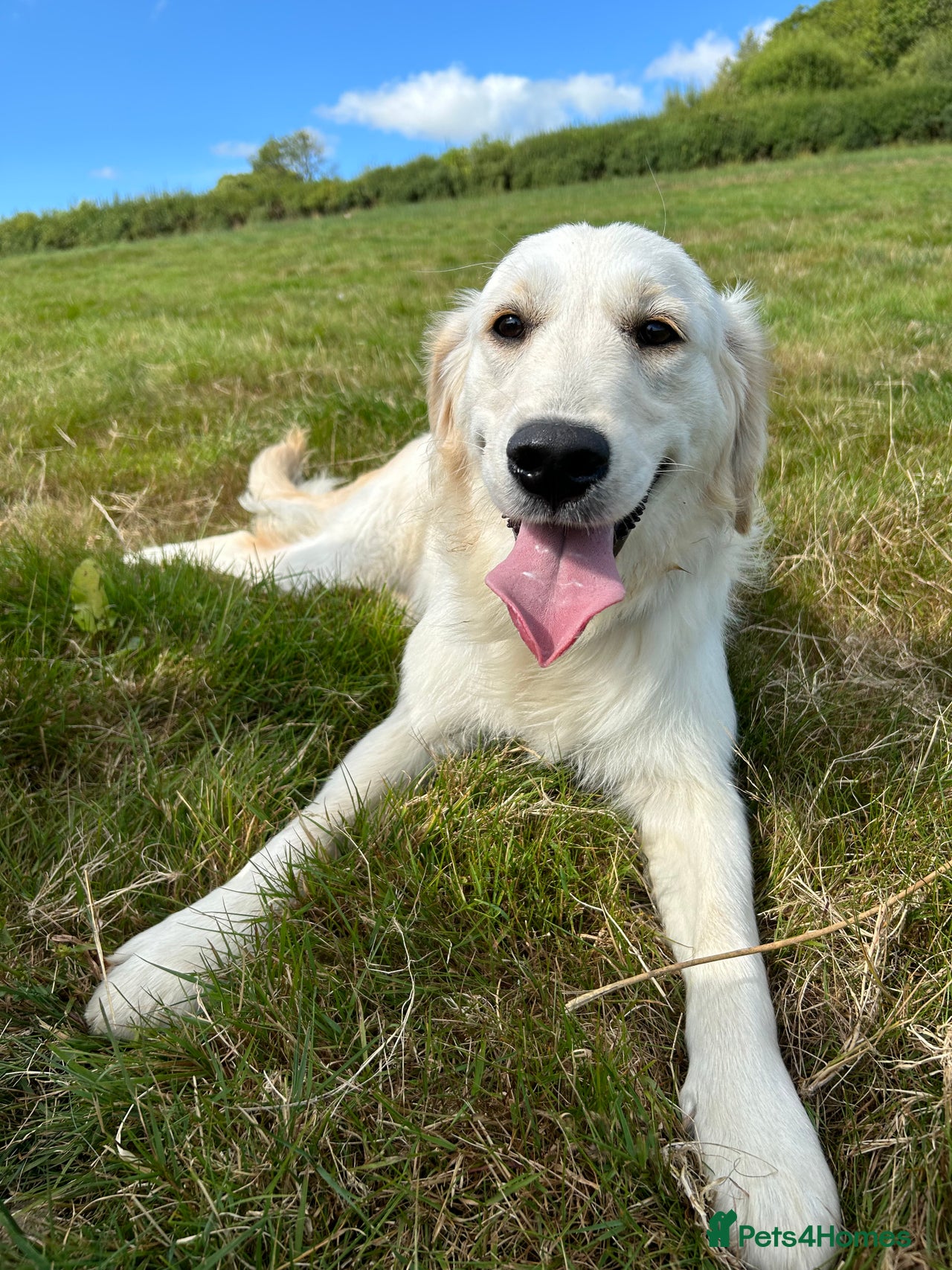 Golden Retriever dogs for sale in Pencader - Advert 6