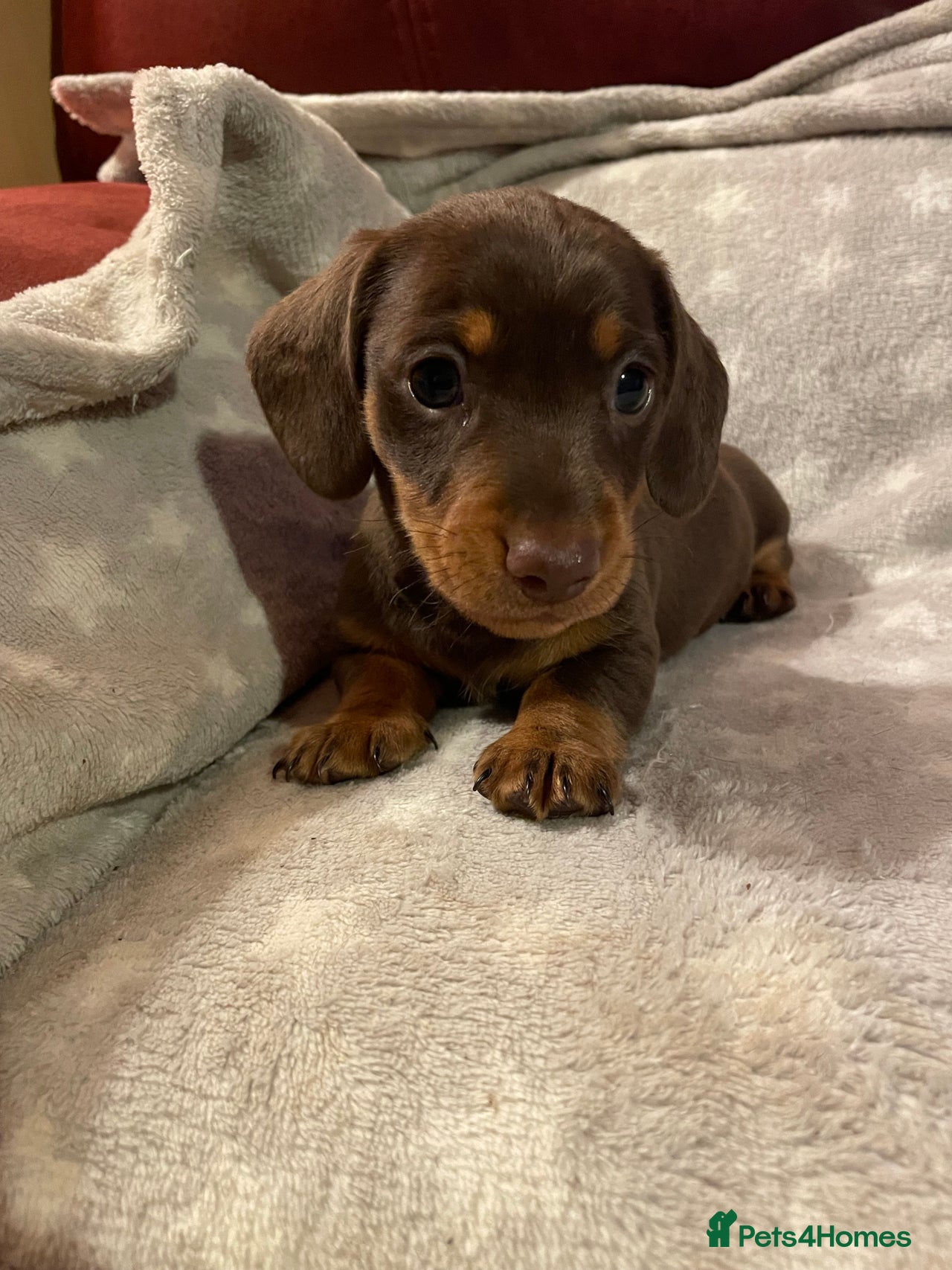 Dachshund dogs for sale in High Peak - Advert 7