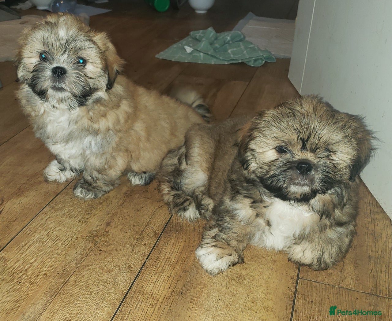 Lhasa Apso dogs for sale in Prenton - Advert 2