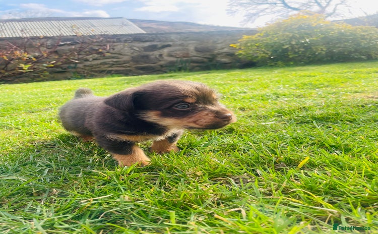 Jack Russell dogs for sale in Mold - Advert 1