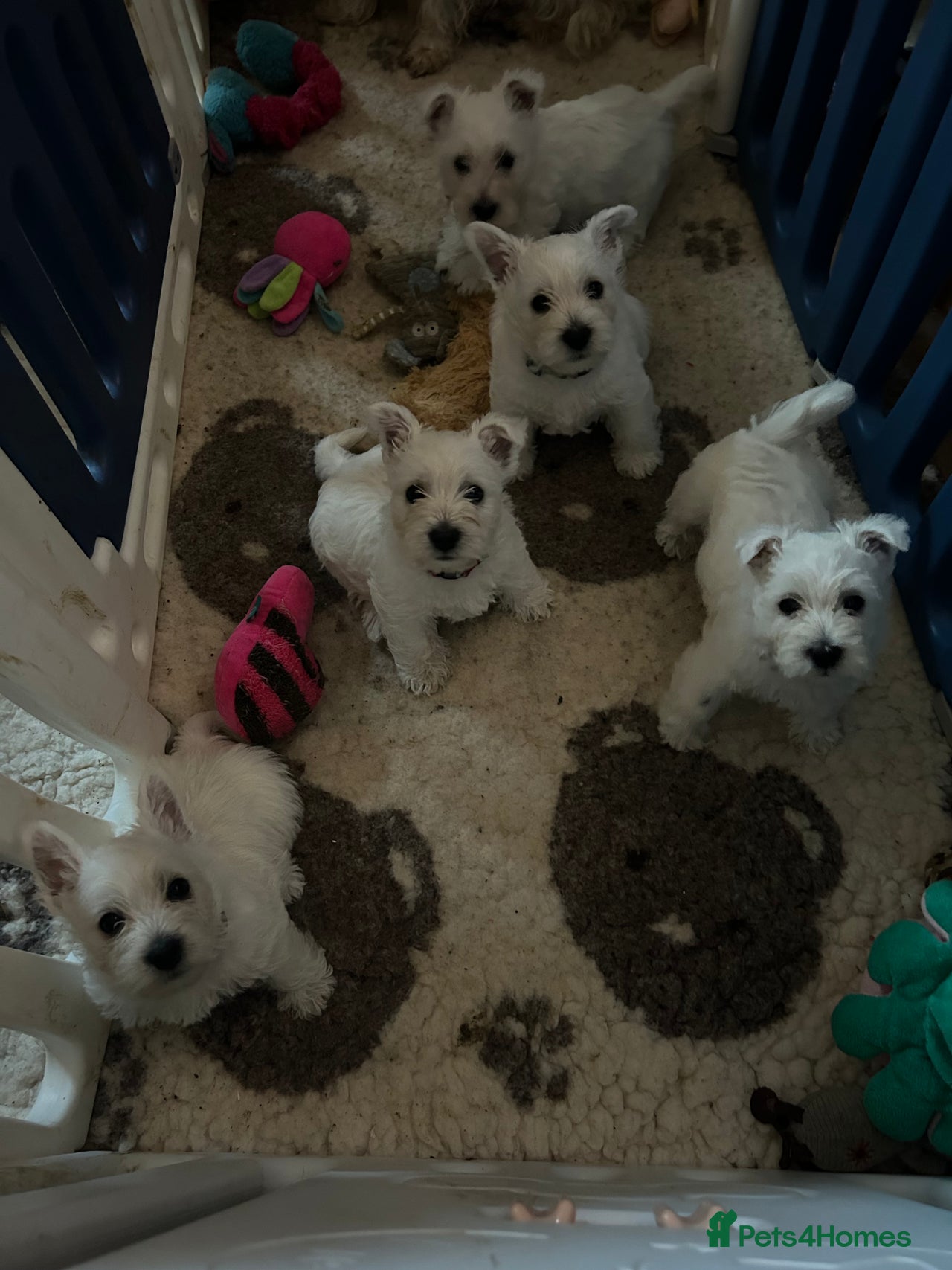 West Highland Terrier dogs for sale in Worksop - Advert 8