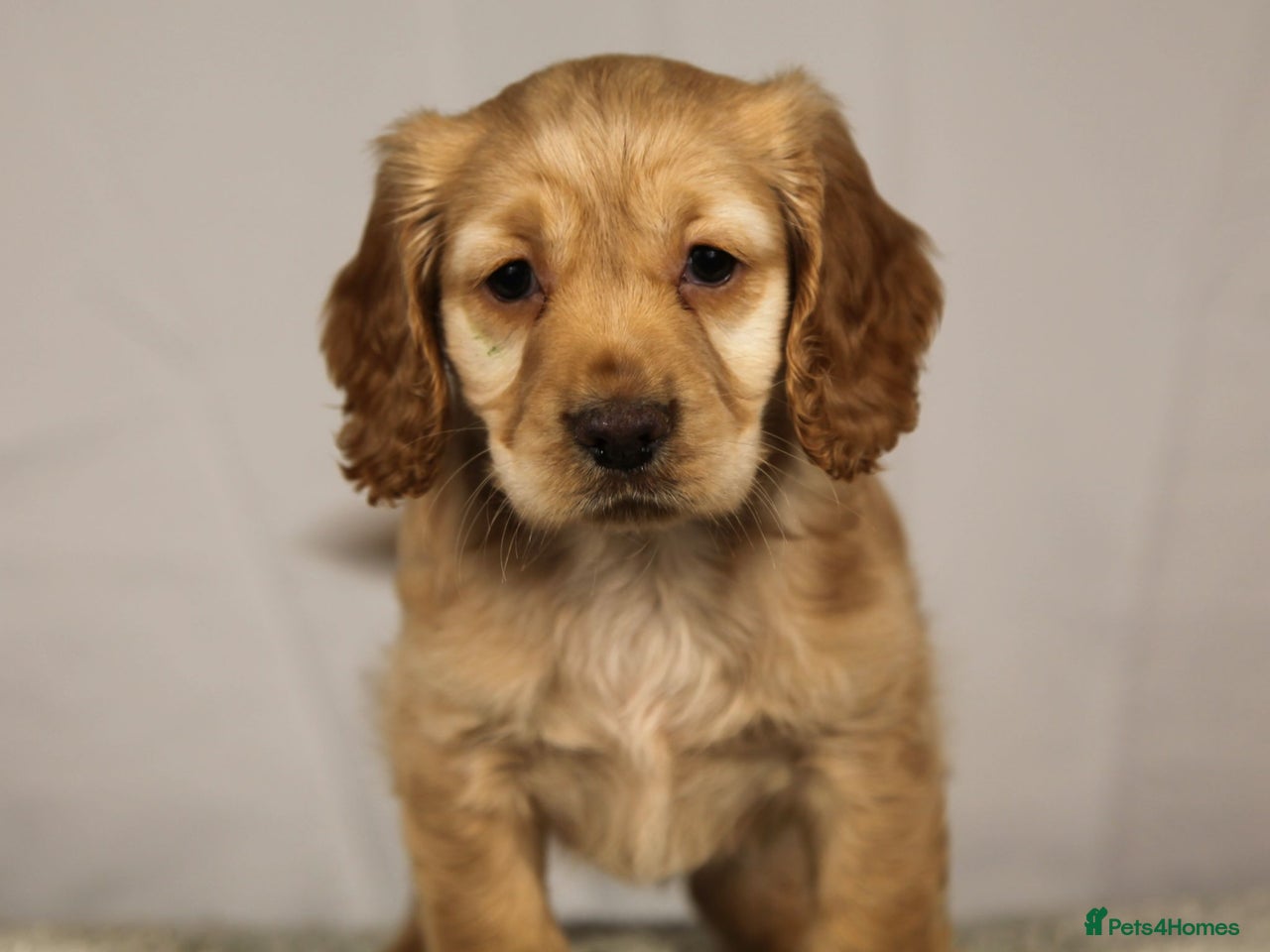 Cocker Spaniel dogs for sale in Eastleigh - Advert 10