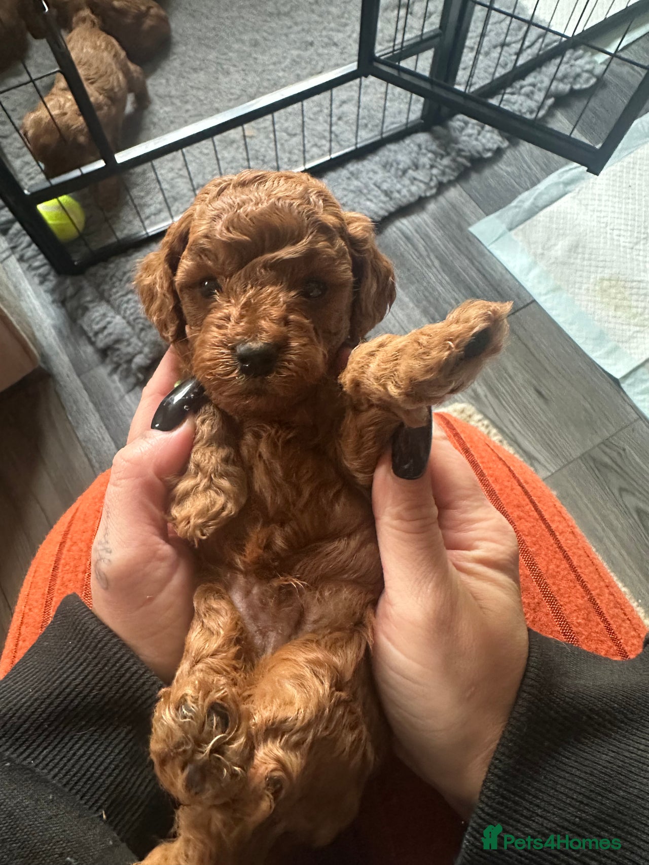 Cockapoo dogs for sale in Solihull - Advert 3