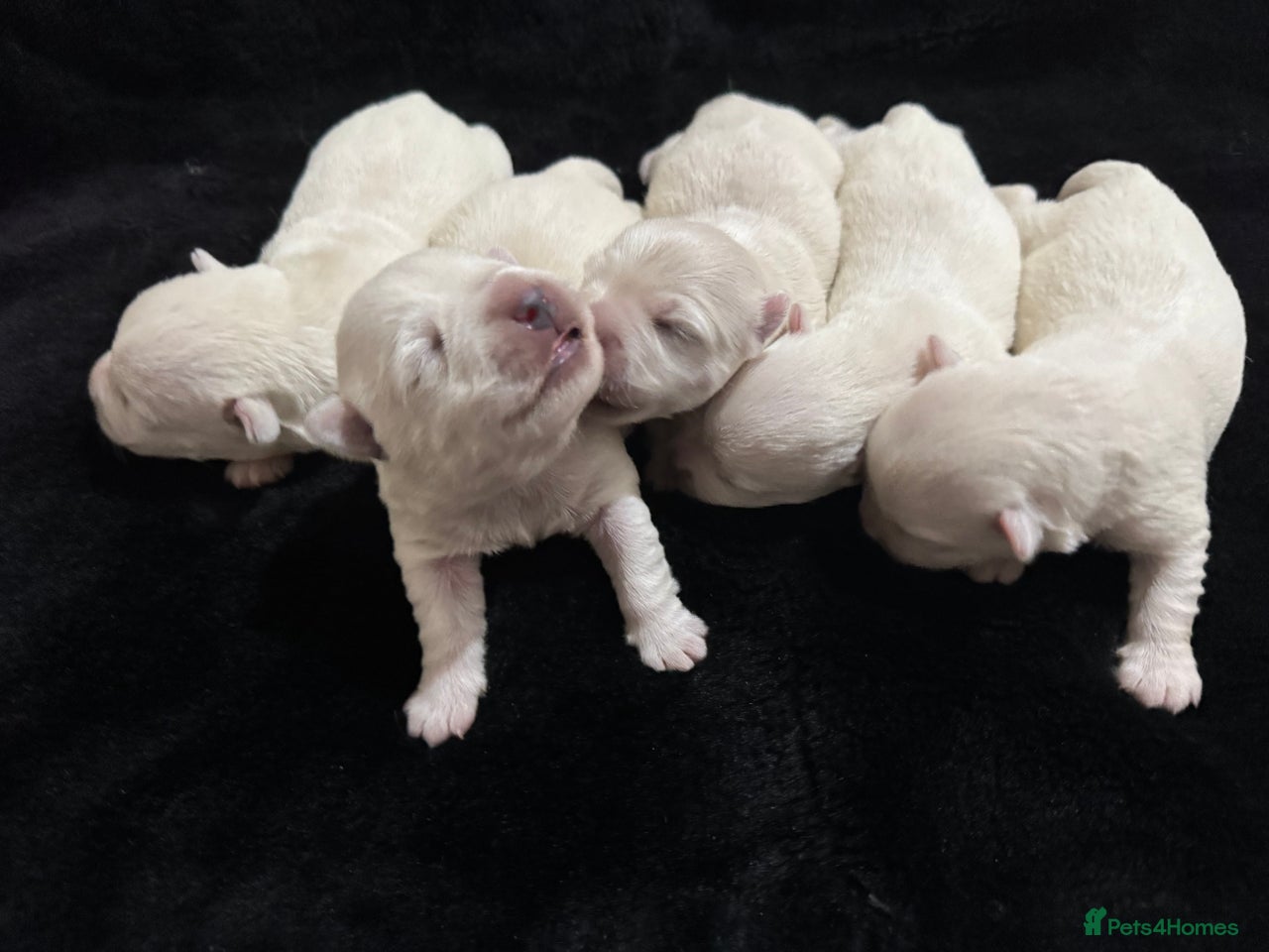 West Highland Terrier dogs for sale in Nottingham - Advert 14