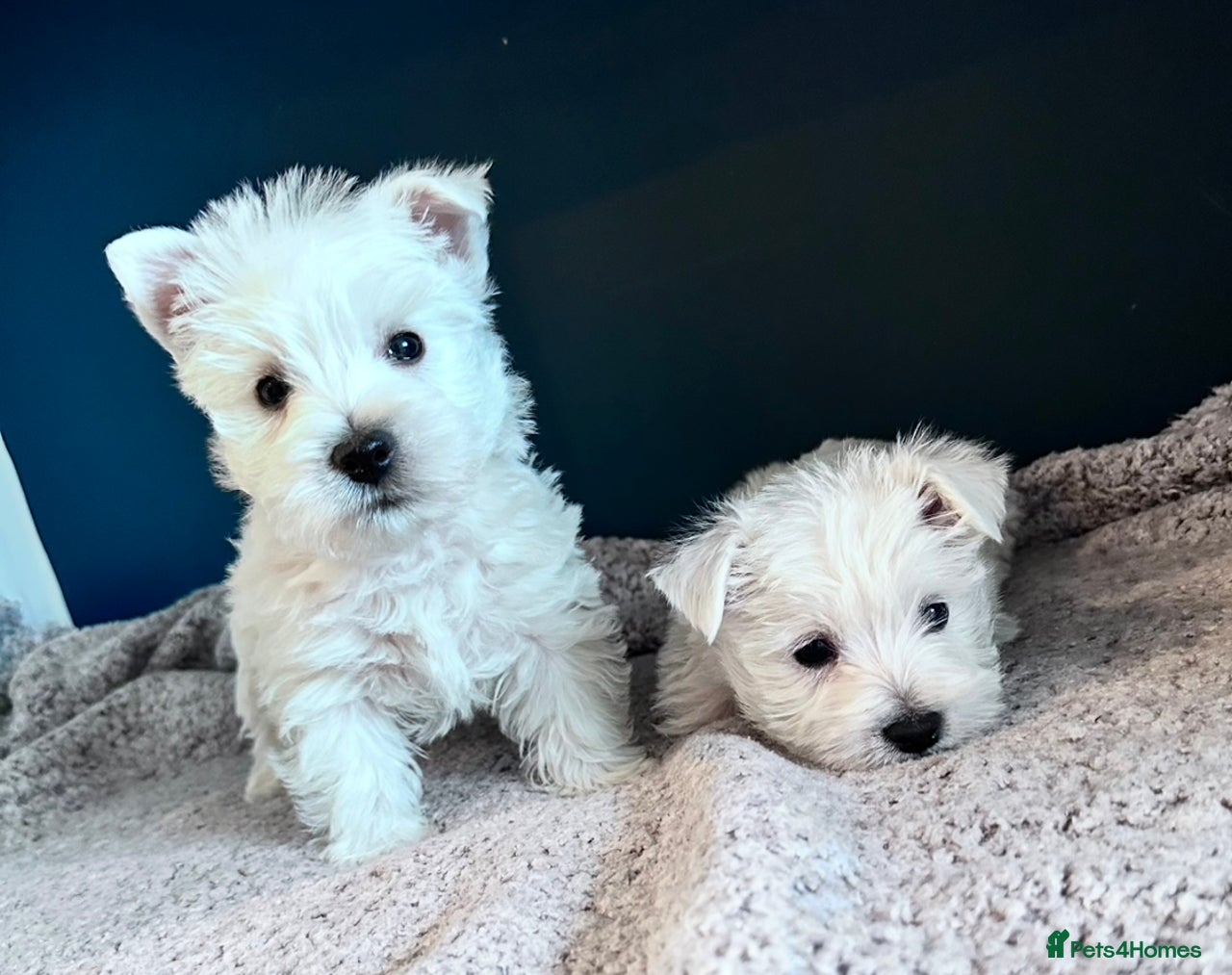 West Highland Terrier dogs for sale in Spennymoor - Advert 3